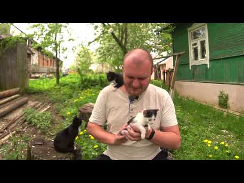 Видео: ЭННЕАГРАММА С КОТЯТАМИ - ЛЕКЦИЯ