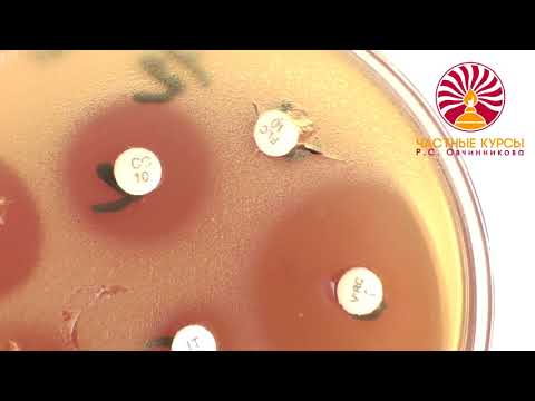 Видео: Микробиологический кейс: устойчивость кандиды Candida albicans к флуконазолу