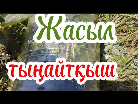 Видео: Үйде даиндаитын тыңайтқыш.#гүлдер #өсімдік #өсіру #үйдің #удобрение.Гүлдер әлемі 🌺