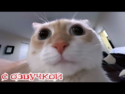 Видео: Приколы с котами! С ОЗВУЧКОЙ! Самые смешные животные! СМЕШНЫЕ КОТЫ! До слёз!