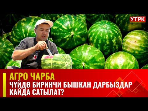 Видео: Чүйдө биринчи бышкан дарбыздар кайда сатылат? // АГРО ЧАРБА