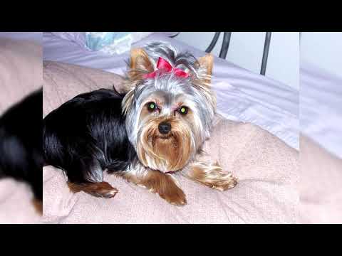Видео: Йоркширский терьер. Плюсы и минусы, Цена, Как выбрать, Факты, Уход, История