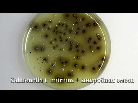 Видео: Висмут сульфит ГРМ агар