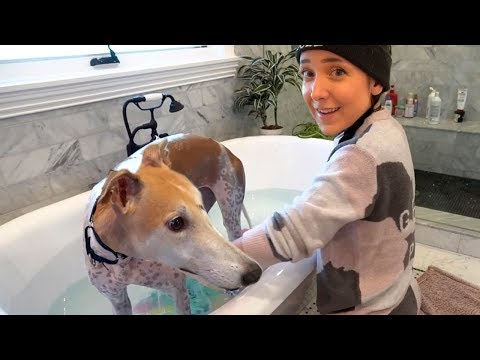 Видео: ЧТО БУДЕТ ЕСЛИ БОЛЬШУЮ СОБАКУ ОПУСТИТЬ В ВАННУ С ВОДОЙ ПЕРВЫЙ РАЗ - Дженна Марблс