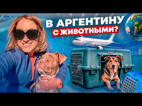 Видео: Как прилететь в Аргентину с питомцем?