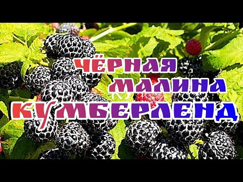 Видео: ЧЕРНАЯ МАЛИНА КУМБЕРЛЕНД(формировка)