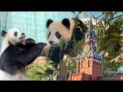 Видео: 🐾🔥🪶🌈🍼 Катюша панда 🪵 Katyusha panda 🐾 喀秋莎熊貓 🍼🌈🪶🔥🐾