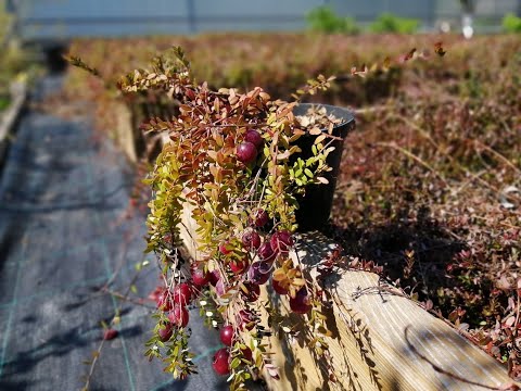 Видео: Саженец клюквы, что с ним делать?