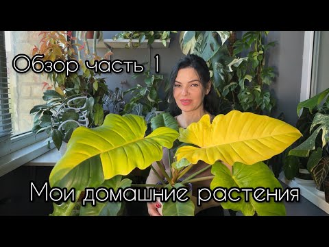 Видео: Обзор домашней коллекции растений🌱Редкие вариегатные растения. Балкон, кухня. Часть 1 🌿