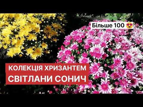 Видео: Найкрасивіші сорти хризантем! Огляд сортів хризантем з назвами