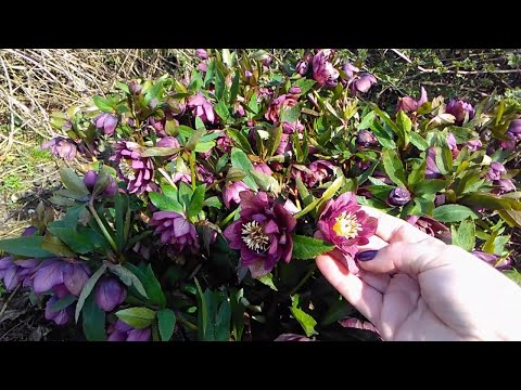 Видео: Самые ранние цветы