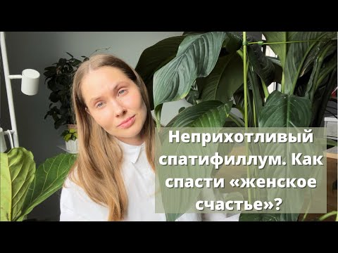 Видео: Спатифиллум. Как спасти цветок «женское счастье»