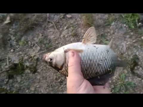 Видео: Нічна рибалка на спінінг. Південний Буг.Nichna rybalka na spininh. Pivdennyy Buh.