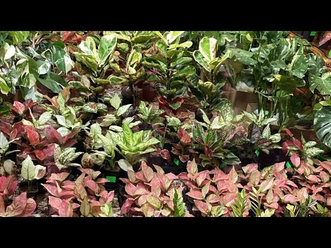 Видео: Распаковка совместной закупки Тайских Аглаонем. Новые сорта #aglaonemaplants #aglaonema