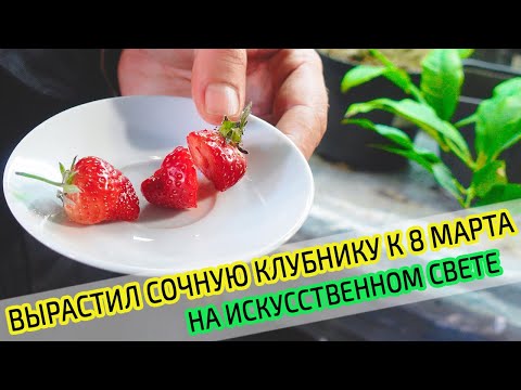 Видео: Первая сочная клубника к 8 марта. Зимняя тепличка для клубники в погребе. Пробуем на вкус клубнику.