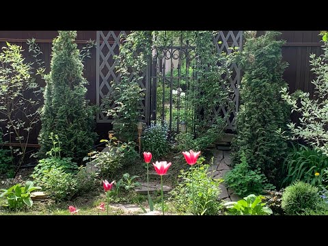 Видео: Прогулка по саду 26.05.25