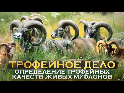 Видео: Определение трофейных качеств живых муфлонов