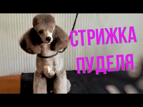Видео: ✂️Стрижка, груминг пуделя. Домашняя стрижка пуделя Маркиза