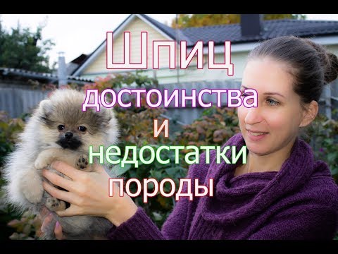 Видео: Стоит ли покупать шпица?  Достоинства и недостатки породы шпиц