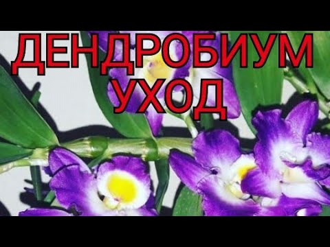 Видео: #ОРХИДЕИ Дендробиум нобеле. УХОД. ПОЛИВ. РОЗМНОЖЕНИЕ. Ошибки.