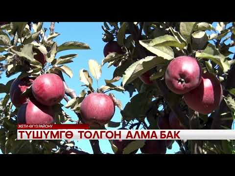 Видео: Түшүмгө толгон алма бак