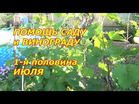 Видео: ПОМОГИТЕ ВИНОГРАДУ и САДУ в 1-ой половине Июля