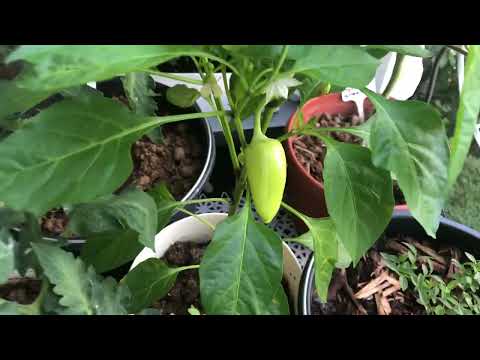 Видео: Огород на балконе , томаты, перец, малабарский шпинат, земляника, клубника, голубика ..