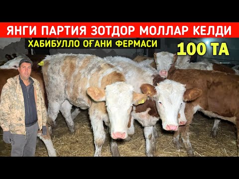 Видео: ЯНГИ ПАРТИЯ ЗОТДОР МОЛЛАР КЕЛДИ ХАБИБУЛЛО ОҒАНИ ФЕРМАСИ 8-НОЯБР !!! ХОРАЗМ БОЗОР 
