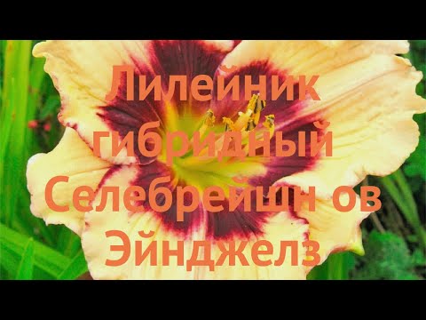 Видео: Лилейник гибридный Селебрейшн ов Эйнджелз 🌿 обзор: как сажать, саженцы лилейника