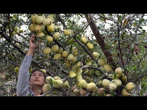 Видео: Собираем папайю всей семьей! Это фрукт или овощ?