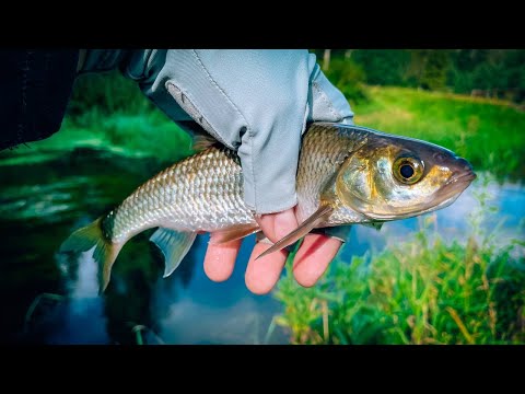 Видео: КОГО ЭТО я ПОЙМАЛ? / РЫБАЛКА на СЛОМЕ ПОГОДЫ / КАМБЭК В ЛЕТО №4