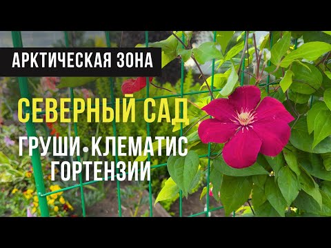 Видео: Северный сад в Архангельске 🌿 Груши, клематисы и гортензии в арктической зоне