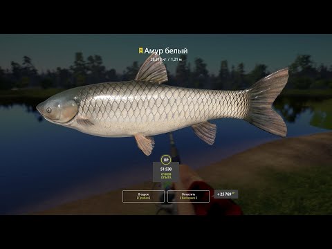 Видео: оз Медвежье. Амур белый.