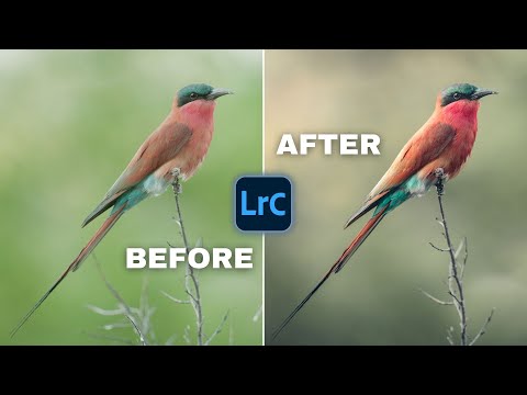 Видео: Редактирование фотографий дикой природы с помощью новых приемов Lightroom