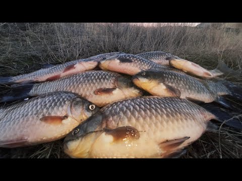 Видео: Ловлю ОГРОМНЫХ КАРАСЕЙ на БОКОВОЙ КИВОК в феврале с лодки..