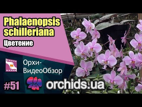 Видео: Цветение Phalaenopsis schilleriana в теплице орхидей