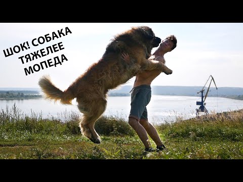 Видео: Леонбергер Михей 3 года 88кг. Leonberger Micah 3 years 88kg