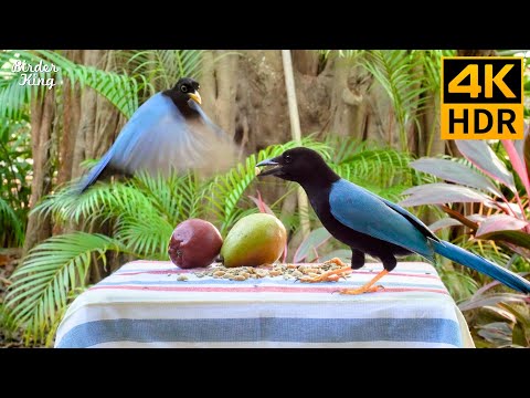 Видео: КОШКА ТВ 😺 Игривые птицы и белки 🐿 8 часов 4K HDR