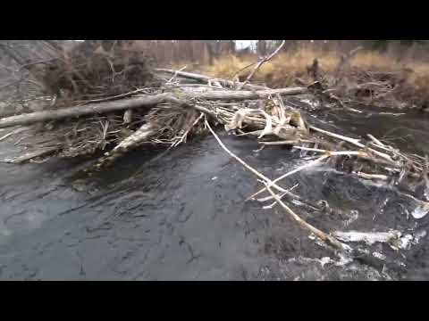 Видео: Осенний Клёв ХАРИУСА по Заберегам в МОРОЗ /Рыбалка в Тайге на реке /Ловля Хариуса на Удочку в СИБИРИ