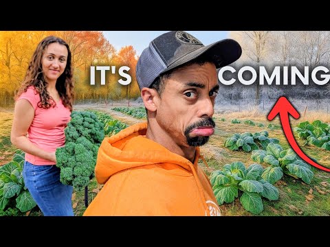Видео: Приближается… Сможем ли мы спасти последний урожай в нашем саду до наступления заморозков?