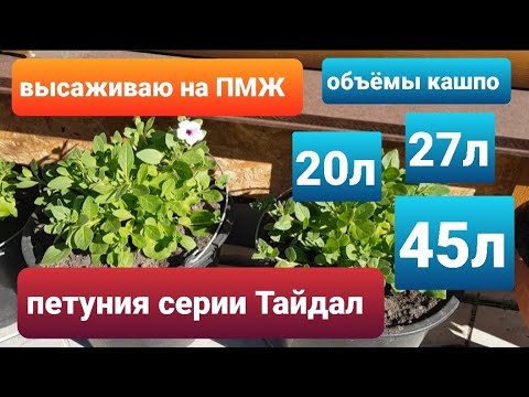 Видео: Высаживаю петунию серии Тайдал на ПМЖ в кашпо 20,27,45 литров/Грунт для тайдалов.