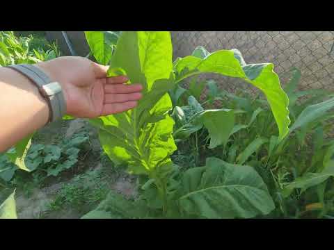 Видео: Выращивание табака в Беларуси. Обзор грядок и сортов.