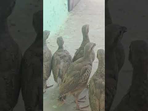 Видео: Чучахои Шахритус фуруши хамаш номерода занг зане 001770438 ватсапам хаст