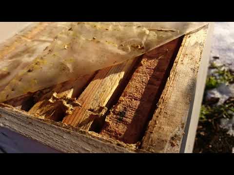 Видео: Зимовка #бакфаст и #карники в #шестирамочниках #12рамочниках и #лежаке.