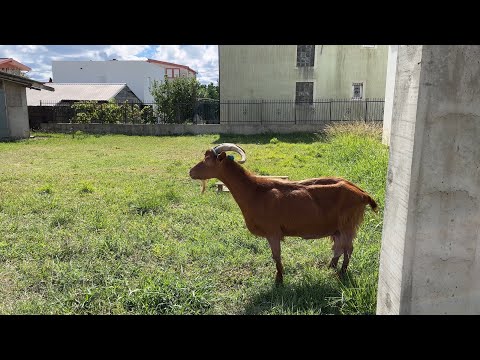 Видео: ИЗ ОДЕЖДЫ У МЕНЯ ОДНА РУБАШКА