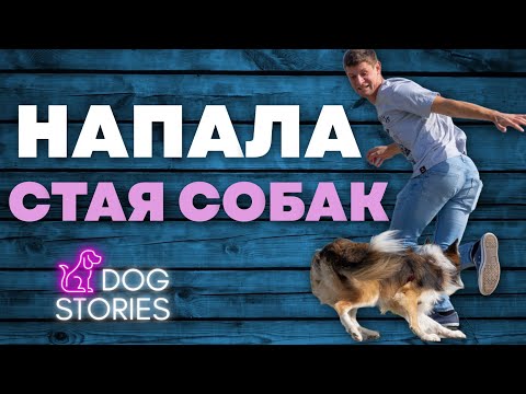 Видео: Напала стая собак 🐕 Как избежать нападения на улице