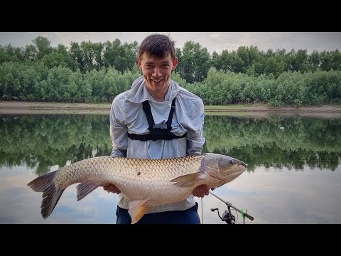 Видео: Ловля белого амура и сазана на реке. Рекорд побит! 18050 гр!