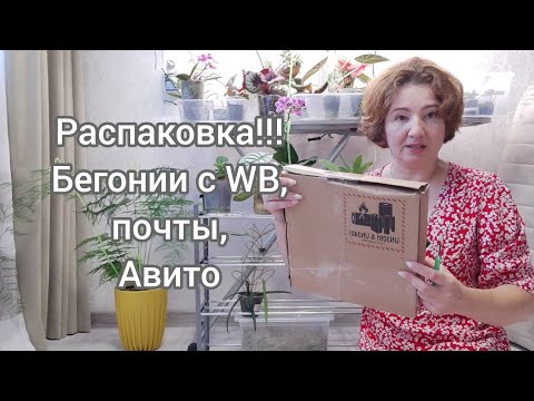 Видео: Бегонии с WB, почты и Авито! Распаковка!