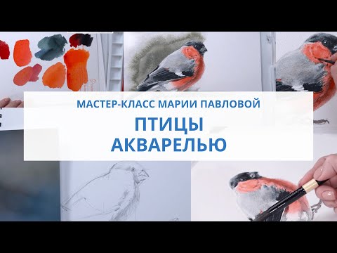 Видео: Птицы акварелью. Как нарисовать снегиря акварелью. Фрагмент мастер-класса Марии Павловой