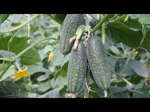 Видео: Огурцы - целыми пучками и гирляндами!